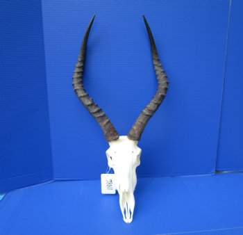 African Impala Skull with 18-1/4 and 18-1/2 inches Horns - Buy this one for $104.99