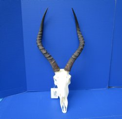 African Impala Skul...