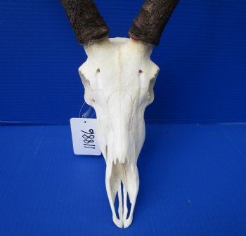 African Impala Skull with 18-1/4 and 18-1/2 inches Horns - Buy this one for $104.99