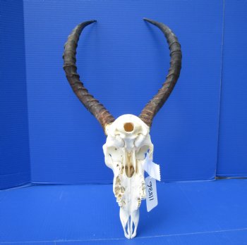 African Impala Skull with 18-1/4 and 18-1/2 inches Horns - Buy this one for $104.99