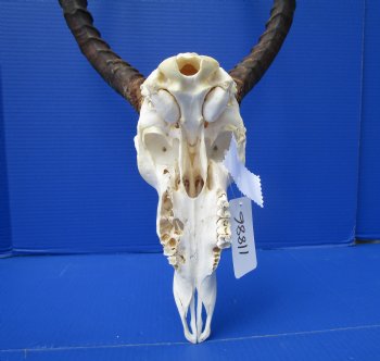 African Impala Skull with 18-1/4 and 18-1/2 inches Horns - Buy this one for $104.99