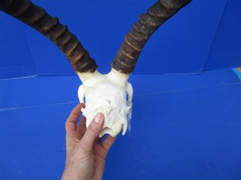 African Impala Skull with 18-1/4 and 18-1/2 inches Horns - Buy this one for $104.99