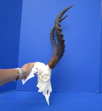African Impala Skull with 18-1/4 and 18-1/2 inches Horns - Buy this one for $104.99