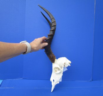African Impala Skull with 18-1/4 and 18-1/2 inches Horns - Buy this one for $104.99