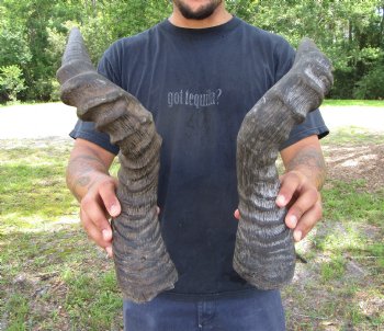 2 Single Male Red Hartebeest Horns 21 and 21-1/2 inches (1 right, 1 left)  - Buy these 2 for $15 each
