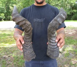 2 Single Male Red Hartebeest Horns 21 and 21-1/2 inches (1 right, 1 left)  - Buy these 2 for $15 each