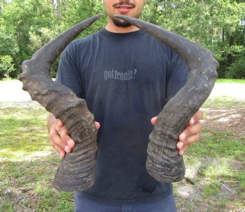 2 Single Male Red Hartebeest Horns 21 and 21-1/2 inches (1 right, 1 left)  - Buy these 2 for $15 each