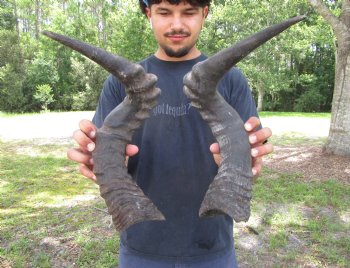 2 Single Male Red Hartebeest Horns 21 and 21-1/2 inches (1 right, 1 left)  - Buy these 2 for $15 each