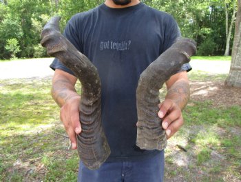 2 Single Male Red Hartebeest Horns 20-1/4 and 20-3/4 inches (1 right, 1 left)  - Buy these 2 for $15 each
