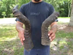 2 Single Male Red Hartebeest Horns 20-1/4 and 20-3/4 inches (1 right, 1 left)  - Buy these 2 for $15 each