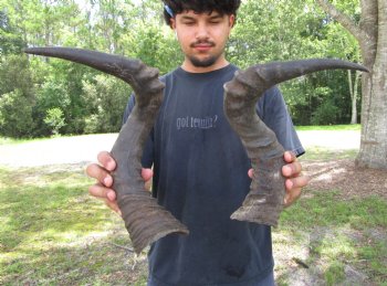 2 Single Male Red Hartebeest Horns 20-1/4 and 20-3/4 inches (1 right, 1 left)  - Buy these 2 for $15 each