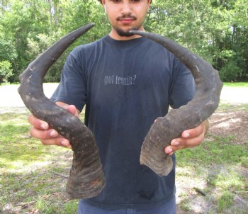 2 Single Male Red Hartebeest Horns 20-1/4 and 20-3/4 inches (1 right, 1 left)  - Buy these 2 for $15 each