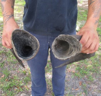2 Single Male Red Hartebeest Horns 20-1/4 and 20-3/4 inches (1 right, 1 left)  - Buy these 2 for $15 each