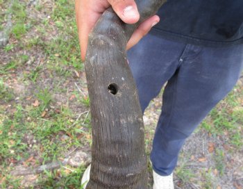 2 Single Male Red Hartebeest Horns 20-1/4 and 20-3/4 inches (1 right, 1 left)  - Buy these 2 for $15 each