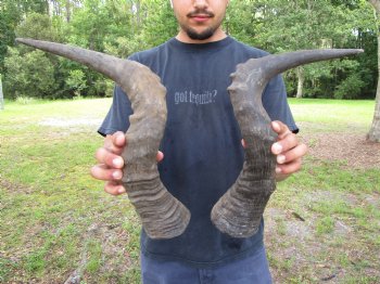 2 Single Male Red Hartebeest Horns 19-1/4 and 20 inches (1 right, 1 left)  - Buy these 2 for $17.50 each