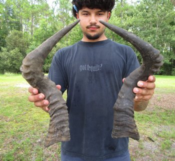 2 Single Male Red Hartebeest Horns 19-1/4 and 20 inches (1 right, 1 left)  - Buy these 2 for $17.50 each