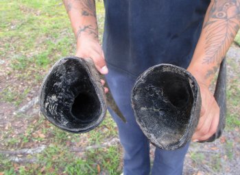 2 Single Male Red Hartebeest Horns 19-1/4 and 20 inches (1 right, 1 left)  - Buy these 2 for $17.50 each