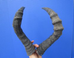 2 Single Female Red Hartebeest Horns 16-3/4 and 17-1/2 inches (1 right, 1 left) -  Buy these for $15 each