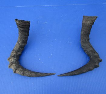 2 Single Female Red Hartebeest Horns 16-3/4 and 17-1/2 inches (1 right, 1 left) -  Buy these for $15 each