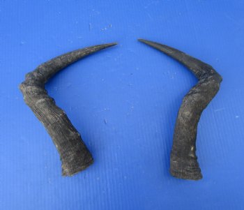 2 Single Female Red Hartebeest Horns 16-3/4 and 17-1/2 inches (1 right, 1 left) -  Buy these for $15 each
