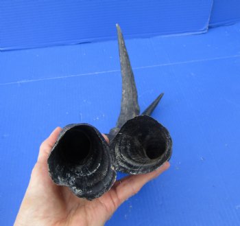 2 Single Female Red Hartebeest Horns 16-3/4 and 17-1/2 inches (1 right, 1 left) -  Buy these for $15 each