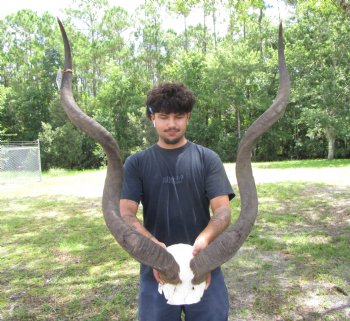 46-3/4 and 48 inches <font color=red> Large </font>Kudu Horns on Skull Plate - You are buying this one for $289.99