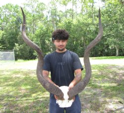 46-3/4 and 48 inches <font color=red> Large </font>Kudu Horns on Skull Plate - You are buying this one for $289.99