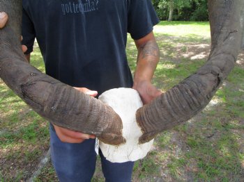 46-3/4 and 48 inches <font color=red> Large </font>Kudu Horns on Skull Plate - You are buying this one for $289.99