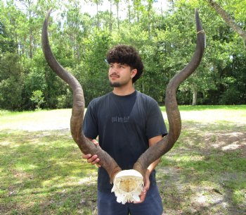46-3/4 and 48 inches <font color=red> Large </font>Kudu Horns on Skull Plate - You are buying this one for $289.99