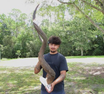 46-3/4 and 48 inches <font color=red> Large </font>Kudu Horns on Skull Plate - You are buying this one for $289.99