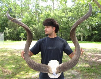 47 and 48 inches <font color=red> Large </font>Kudu Horns on Skull Plate - You are buying this one for $289.99