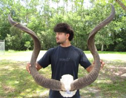 47 and 48 inches <font color=red> Large </font>Kudu Horns on Skull Plate - You are buying this one for $289.99