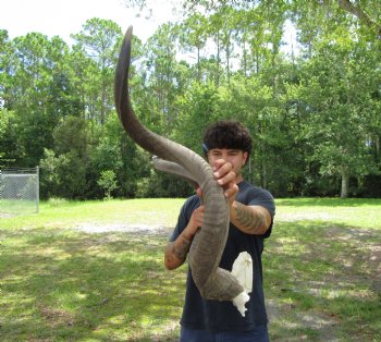 47 and 48 inches <font color=red> Large </font>Kudu Horns on Skull Plate - You are buying this one for $289.99