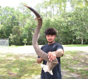 47 and 48 inches <font color=red> Large </font>Kudu Horns on Skull Plate - You are buying this one for $289.99