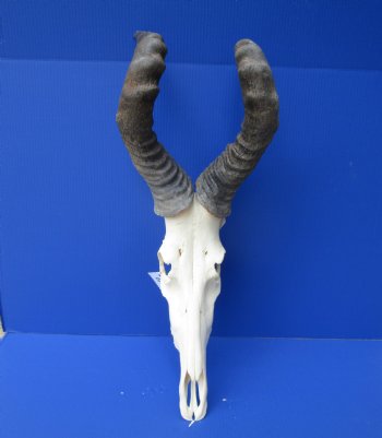 Large Male Red Hartebeest Skull with 21-3/4 inches horns - Buy this one for $99.99