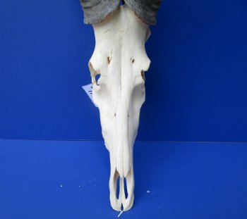 Large Male Red Hartebeest Skull with 21-3/4 inches horns - Buy this one for $99.99