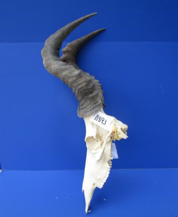 Large Male Red Hartebeest Skull with 21-3/4 inches horns - Buy this one for $99.99