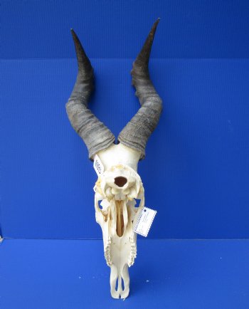 Large Male Red Hartebeest Skull with 21-3/4 inches horns - Buy this one for $99.99