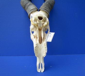 Large Male Red Hartebeest Skull with 21-3/4 inches horns - Buy this one for $99.99