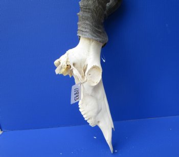 Large Male Red Hartebeest Skull with 21-3/4 inches horns - Buy this one for $99.99