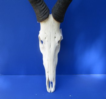 Large Male Red Hartebeest Skull with 22 inches horns - Buy this one for $99.99