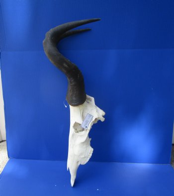 Large Male Red Hartebeest Skull with 22 inches horns - Buy this one for $99.99