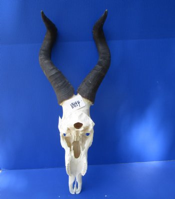 Large Male Red Hartebeest Skull with 22 inches horns - Buy this one for $99.99
