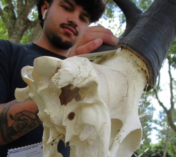 Large Male Red Hartebeest Skull with 22 inches horns - Buy this one for $99.99