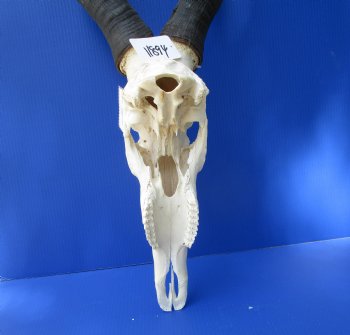 Large Male Red Hartebeest Skull with 22 inches horns - Buy this one for $99.99