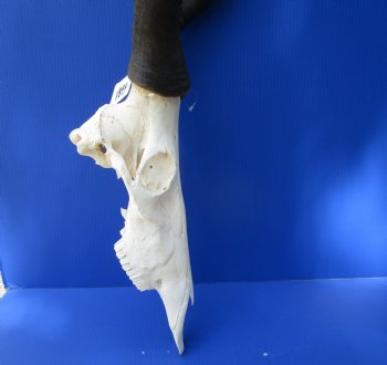 Large Male Red Hartebeest Skull with 22 inches horns - Buy this one for $99.99