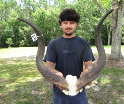 31-1/4 and 32 inches Kudu Horns on Skull Plate (Grade B Quality) - You are buying this one for $139.99
