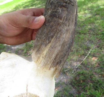 31-1/4 and 32 inches Kudu Horns on Skull Plate (Grade B Quality) - You are buying this one for $139.99