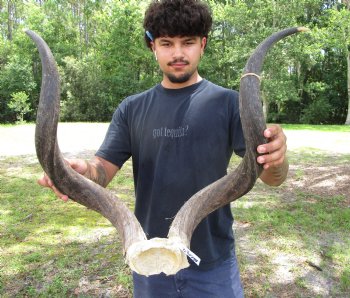 31-1/4 and 32 inches Kudu Horns on Skull Plate (Grade B Quality) - You are buying this one for $139.99