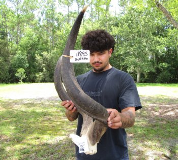 31-1/4 and 32 inches Kudu Horns on Skull Plate (Grade B Quality) - You are buying this one for $139.99